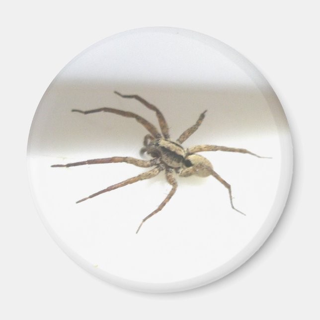 Pisaurana mira Magnet mâle (Devant)