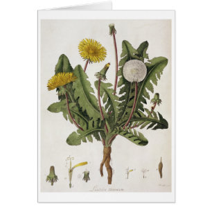 Pissenlit (gravure de couleur)