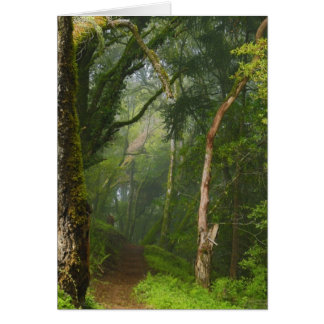 Piste des chênes antiques