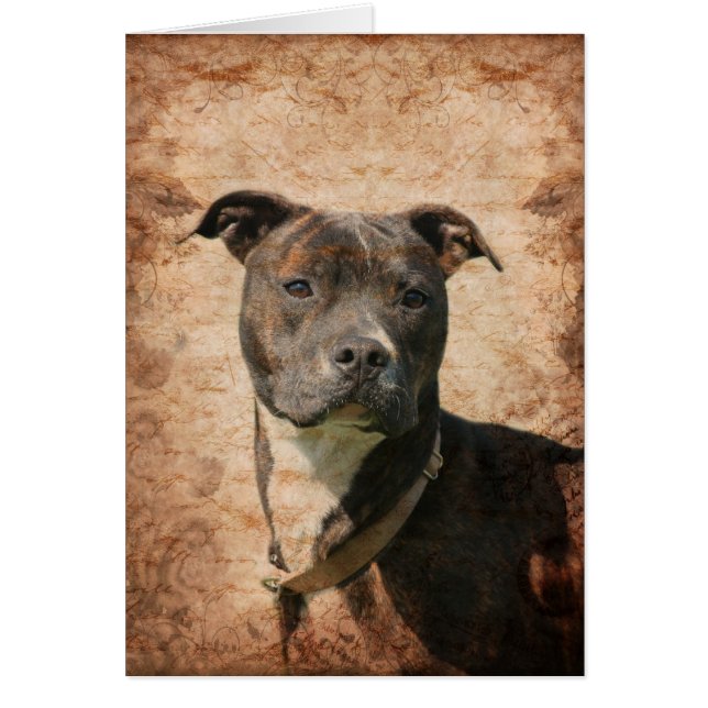 Pit Bull Terrier (Devant)