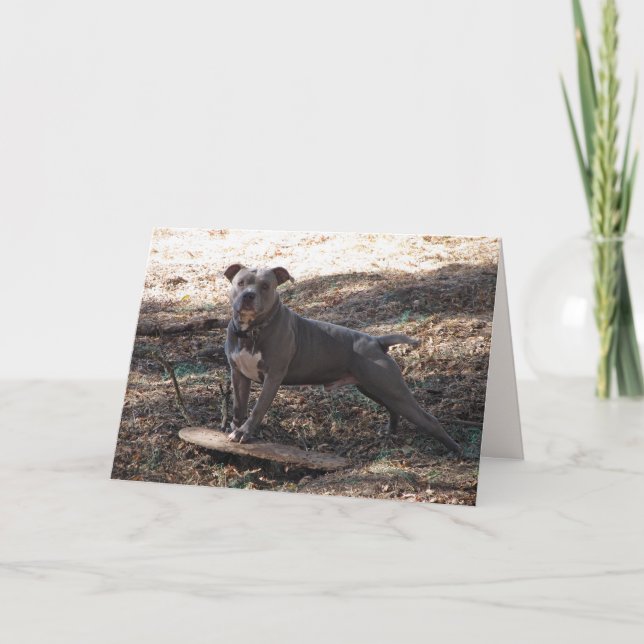 Pitbull avec carte d'anniversaire de skateboard (Devant)