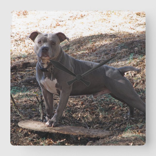 Pitbull avec horloge murale de skateboard (Recto)