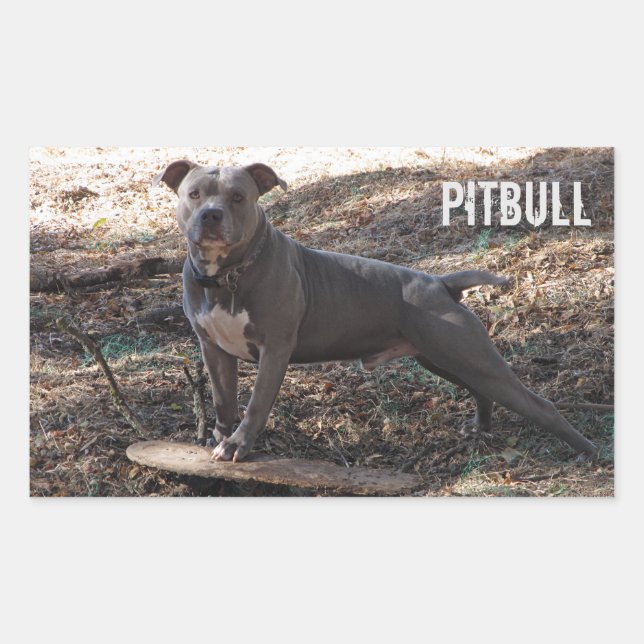 Pitbull avec Stickers Skateboard (Devant)