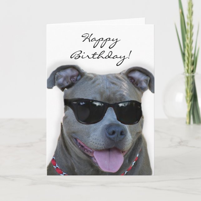Pitbull bleu de joyeux anniversaire avec la carte (Devant)