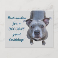 Pitbull Doggone Grande carte postale d'anniversair