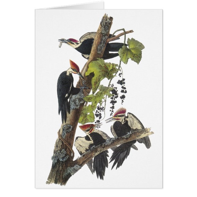 Pivert de Pileated, John Audubon (Devant)