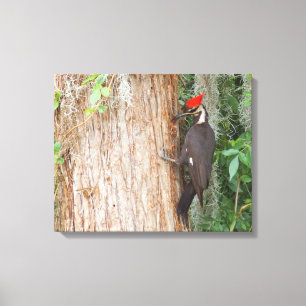 Pivert de Pileated sur la toile