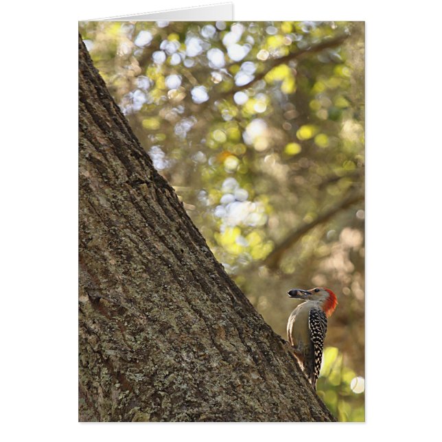 Pivert dirigé rouge (Devant)
