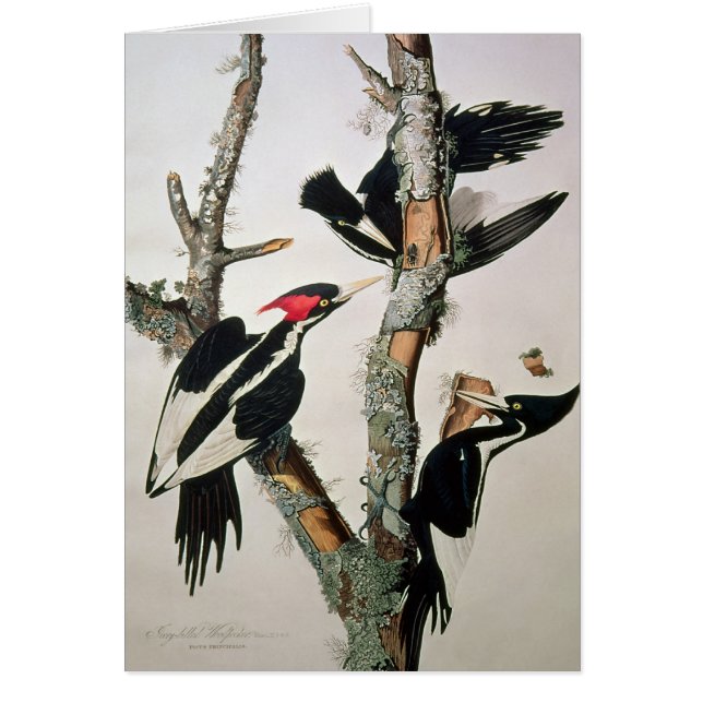 pivert Ivoire-affiché, des 'oiseaux d'America (Devant)