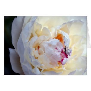 Pivoine blanche avec la carte vierge de fourmi de