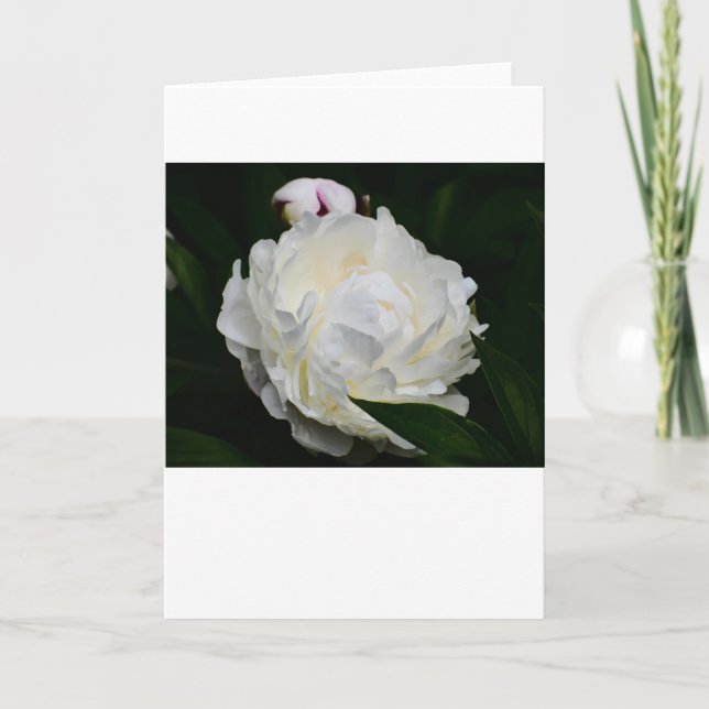 Pivoine, carte (Devant)