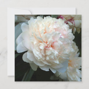 Pivoine pour toujours
