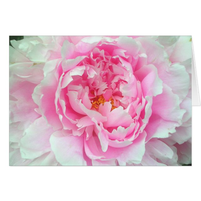 Pivoine 'Sarah Bernhardt (Devant horizontal)