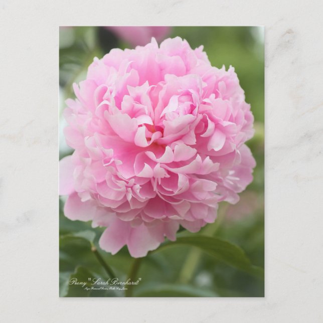 Pivoine "Sarah Bernhardt" : Carte postale (Devant)