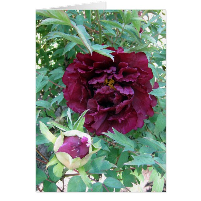 Pivoines marron (Devant)