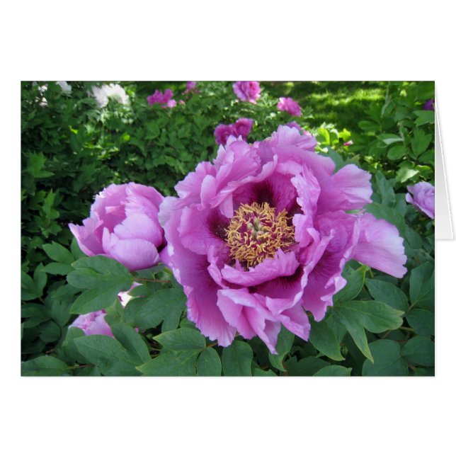 Pivoines pourpres (Devant Horizontal)