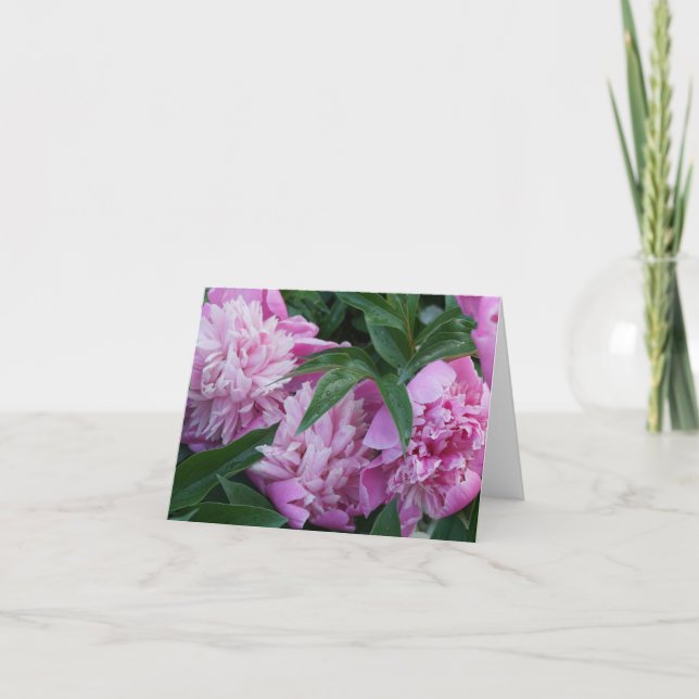 Pivoines roses (Devant)