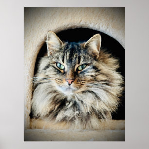 Pixie Dans Une Poster