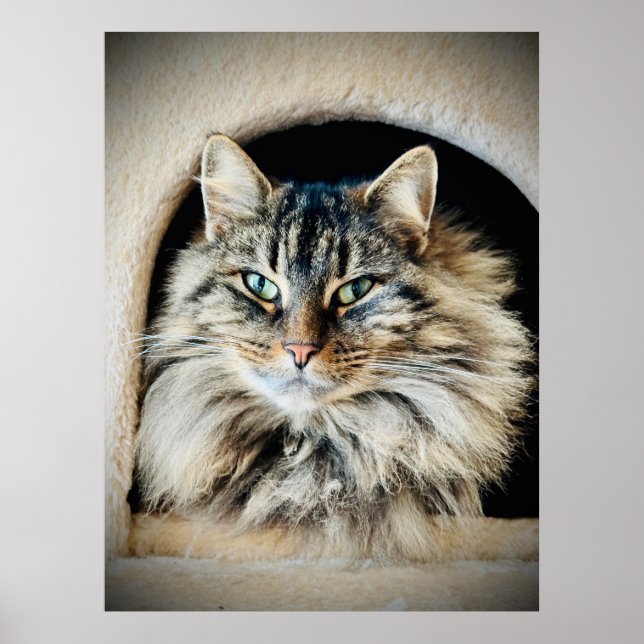 Pixie Dans Une Poster (Devant)