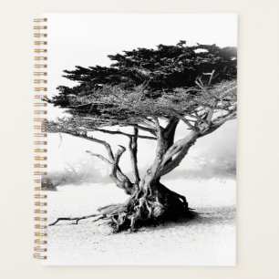 PLAGE ARBRE