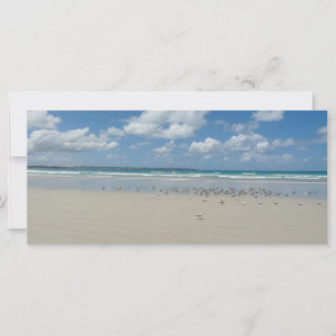 Plage avec mouettes
