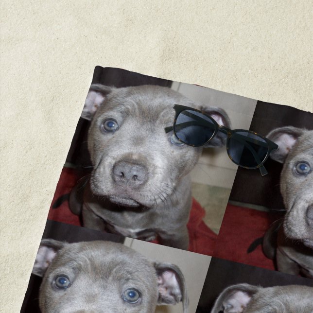 Plage Blue Staffordshire Terrier Chiot, Serviette de pla (En situation)