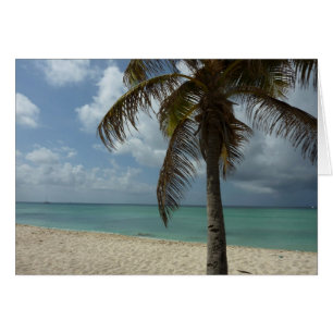 Plage d'Aruba I Belle Scène Nature