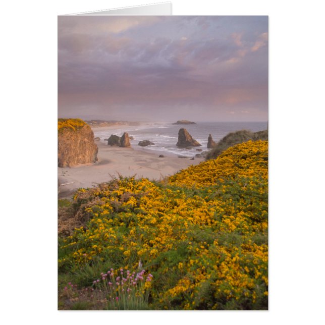 Plage de Bandon au large Rochers Gorse de fleurs j (Devant)