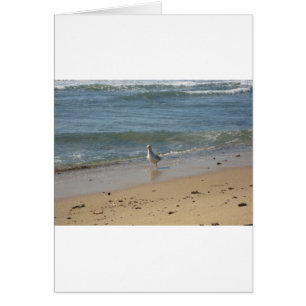Plage de Montauk l'amour des mouettes