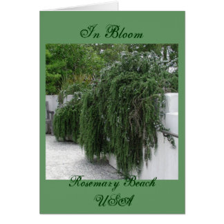 Plage de Rosemary, Rosemary