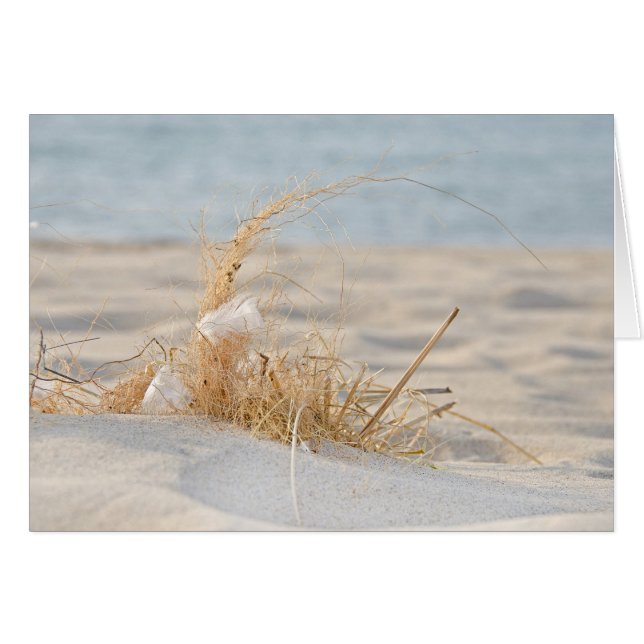 Plage d'or Grass et plumes (Devant horizontal)