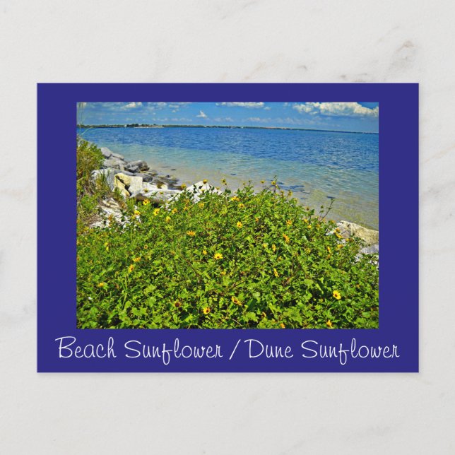 Plage / Dune Sunflower carte postale ou invitation (Devant)