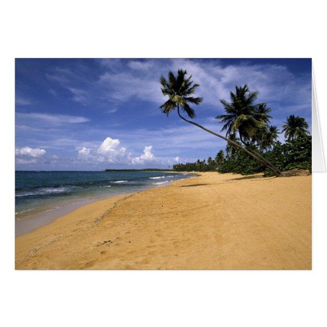 Plage Porto Rico 2 (Devant horizontal)