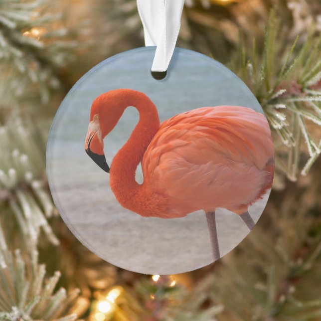 Plages tropicales | Flamant rose des Caraïbes, Aru (Arbre)