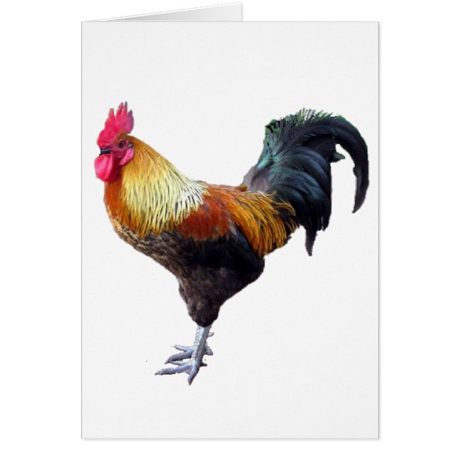 Plaine de coq (Devant)