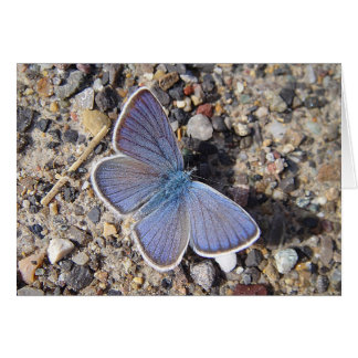 Plan de voeux Bläuling, en blanc