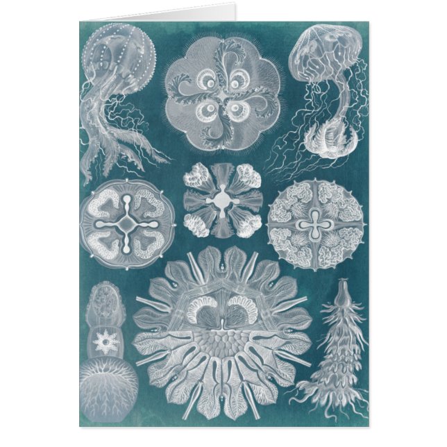 Plan directeur de la vie marine IV (Devant)