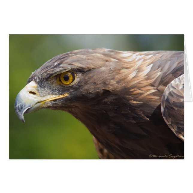 Plan rapproché d'Eagle d'or (Devant horizontal)