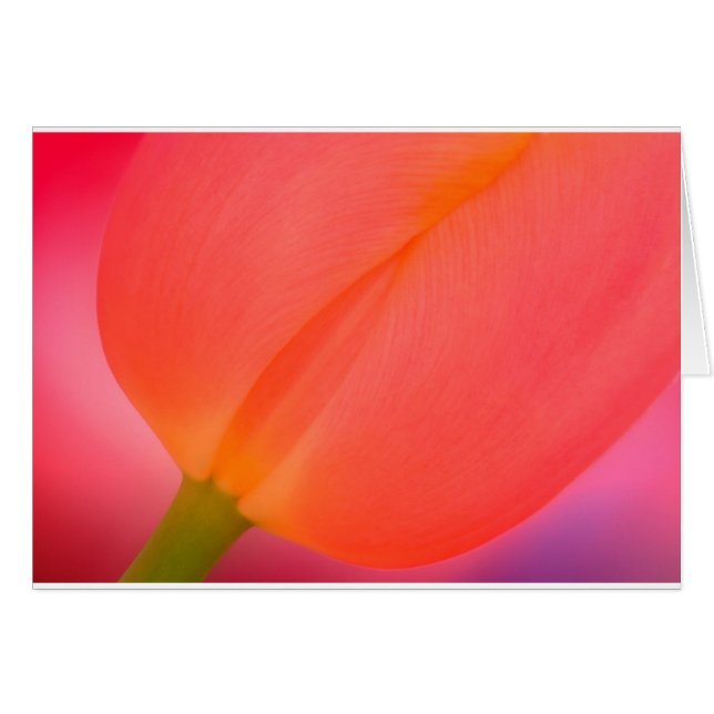 Plan rapproché rouge de tulipe (Devant horizontal)