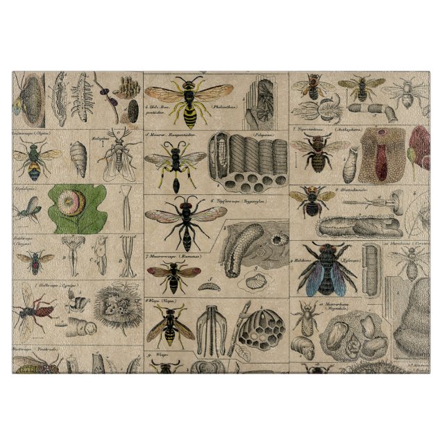 Planche À Découper Abeille Insecte Bug Guêpe Histoire Naturelle Abeil (Devant)