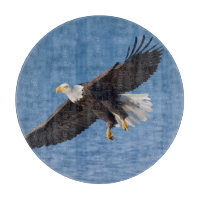 Aigle chauve en vol
