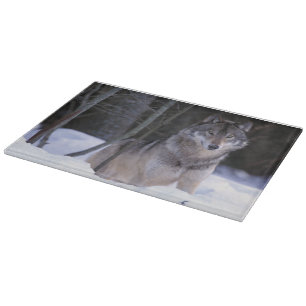 Planche À Découper Amérique du Nord, Canada, Est du Canada, Loup gris