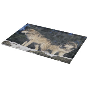 Planche À Découper Amérique du Nord, États-Unis, Minnesota. Loup Cani