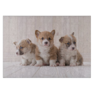 Planche À Découper Animaux de bébés cutest   3 Baby Corgis