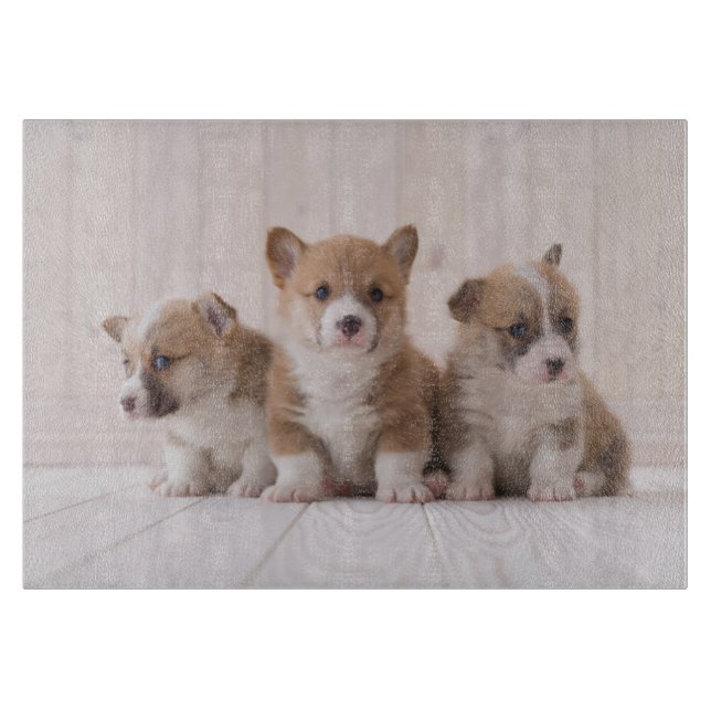 Planche À Découper Animaux de bébés cutest | 3 Baby Corgis (Devant)