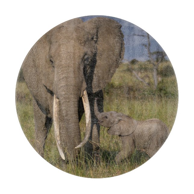 Planche À Découper Animaux de bébés cutest | Amama Elephant Avec Bébé (Devant)