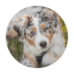 Planche À Découper Animaux de bébés cutest Australian Shepherd Pupp