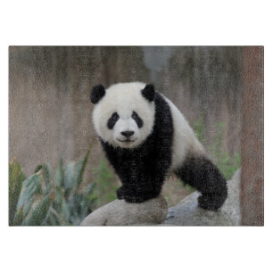 Planche À Découper Animaux de bébés cutest   Baby Panda géant