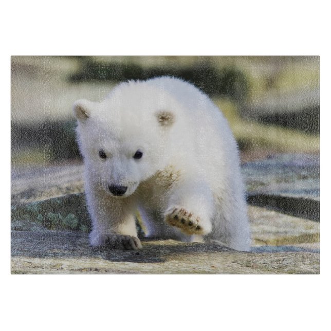 Planche À Découper Animaux de bébés cutest | Bébé Ours polaire (Devant)
