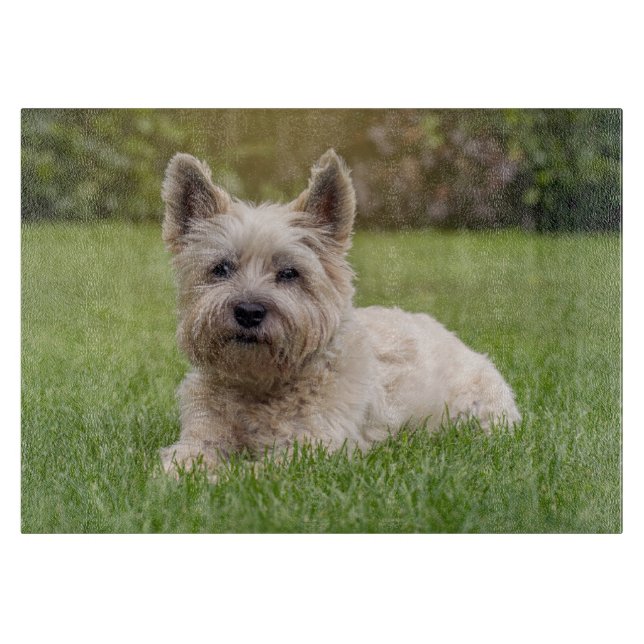 Planche À Découper Animaux de bébés cutest | Cairn Terrier Dog (Devant)